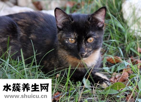 吃什么蔬菜对眼睛好