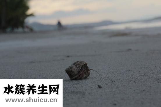 癌症晚期怎么办