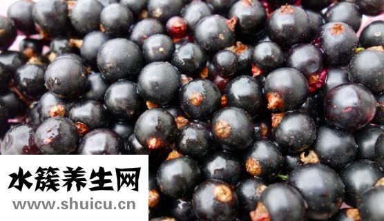 蔓越莓是什么