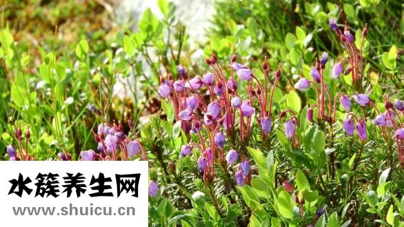 观音土是什么