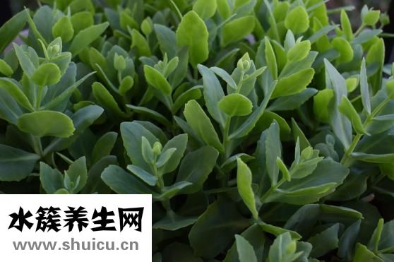 气溶胶是什么