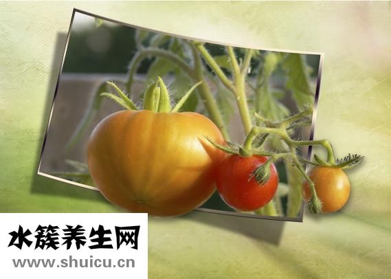 这些药方怎么用（风湿性多肌痛用哪些中药处方）