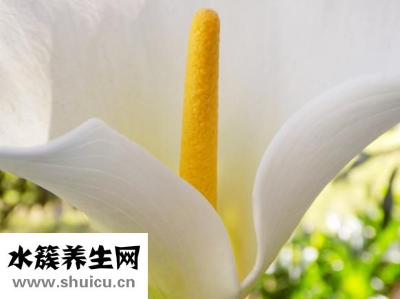 如何快速美白牙齿