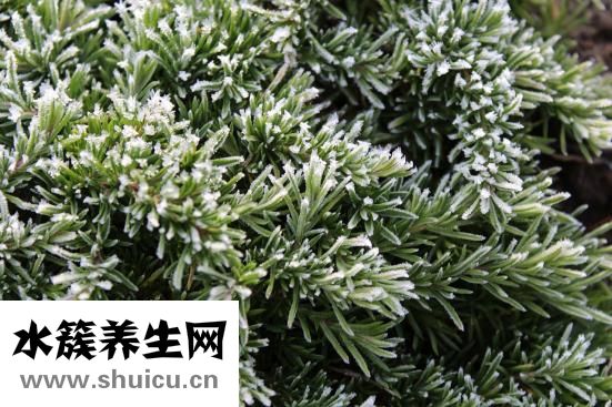 石蜡是什么