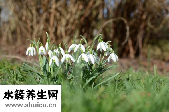 如何快速美白牙齿