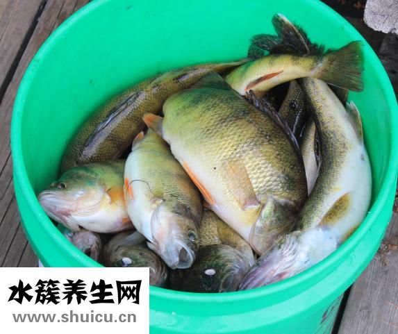 得了湿疹不能吃什么