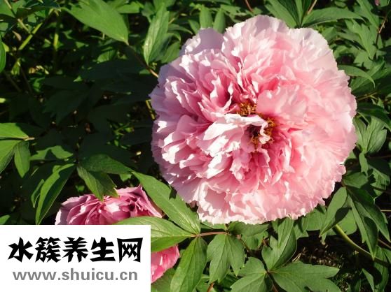 牡丹鹦鹉吃什么