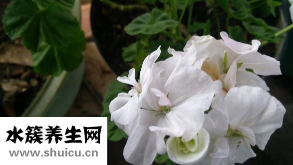 如何快速美白牙齿