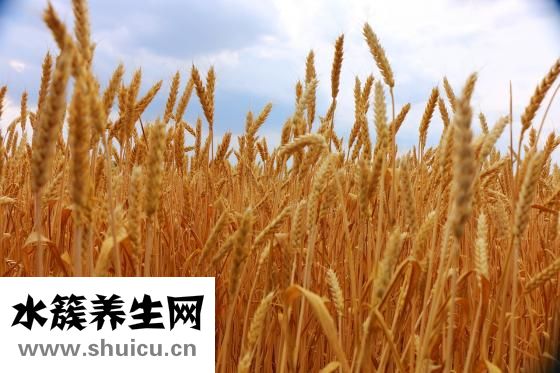 肉皮冻怎么做好吃