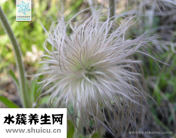 白头翁吃什么