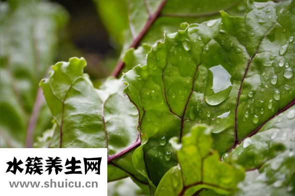 白头翁吃什么