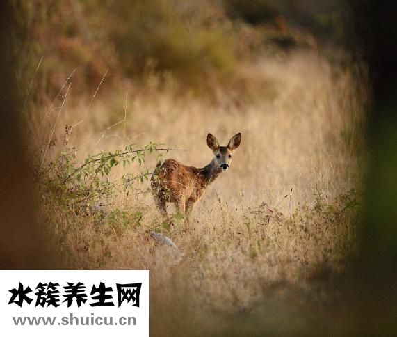 鱼子怎么吃