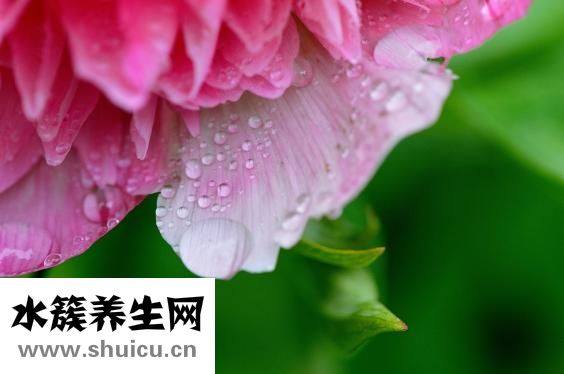 牡丹鹦鹉吃什么