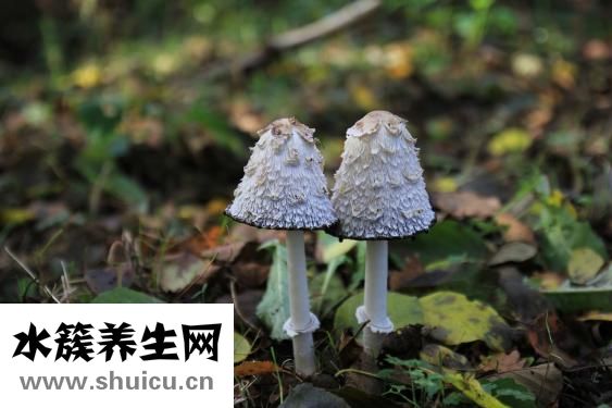 怎么煮牛肉