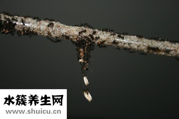 黑蚂蚁怎么吃