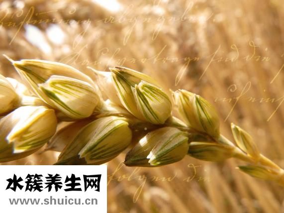 肉皮冻怎么做好吃