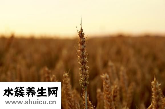 肉皮冻怎么做好吃