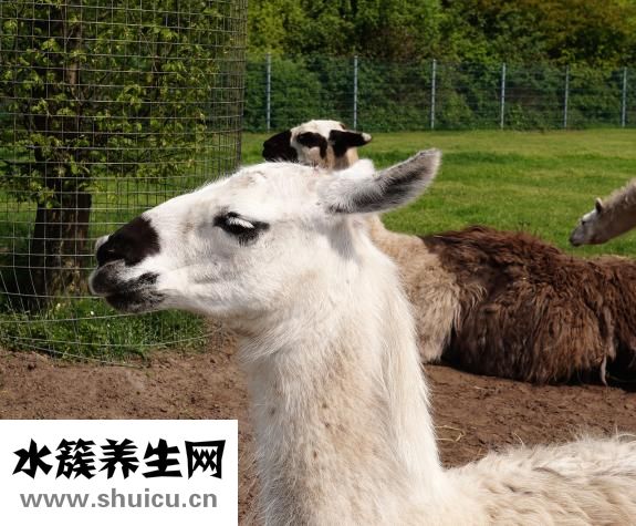 如何治疗耳鸣