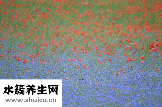 补肾吃什么好
