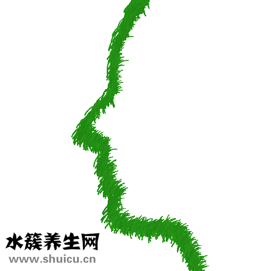 斑秃吃什么药