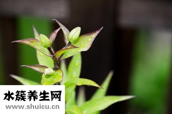 艾蒿是什么