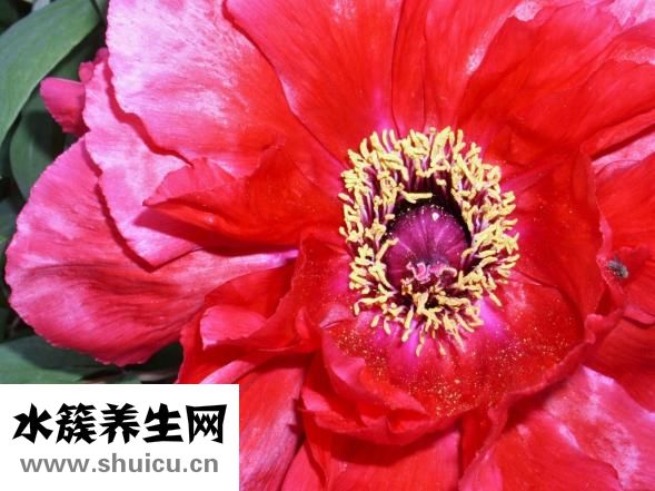 牡丹鹦鹉吃什么