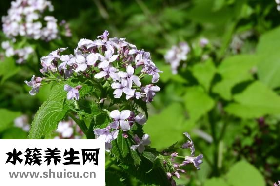 铁线蕨怎么养
