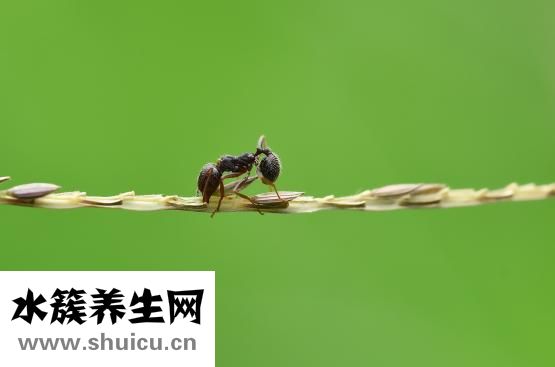被蜂蛰了怎么办