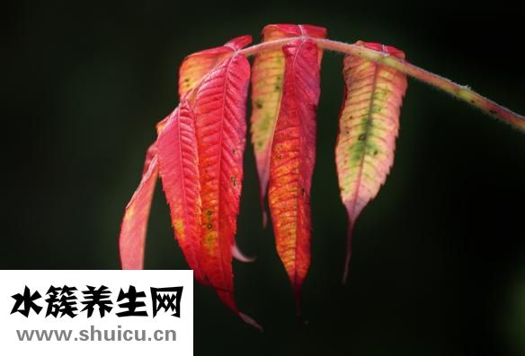斑秃吃什么药