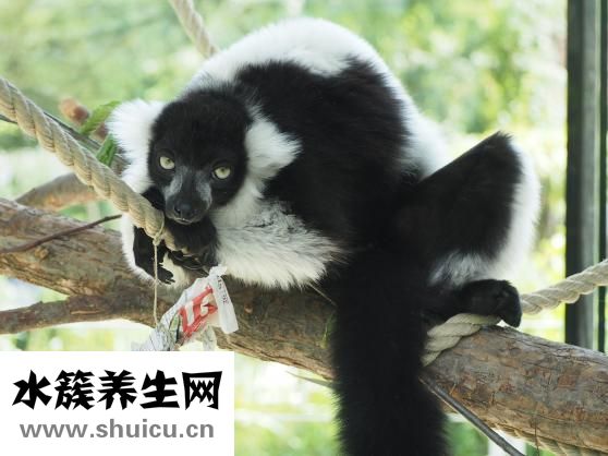 阿拉蕾是什么