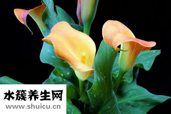 气溶胶是什么