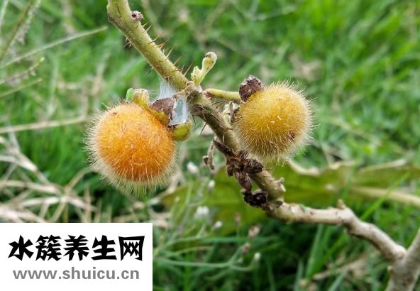 头发掉是什么病