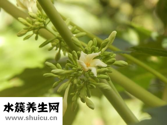 吃什么粥养胃