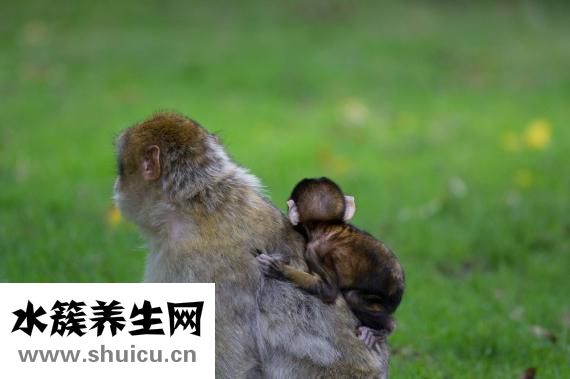 新生儿喝什么奶粉好