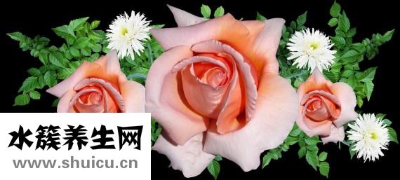 草字头有什么字