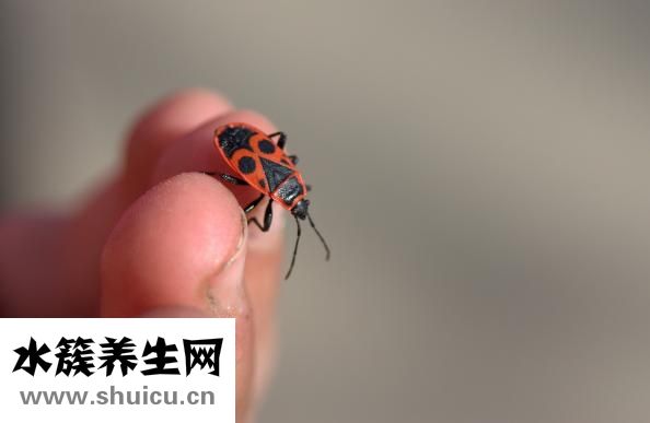 无名指是哪个