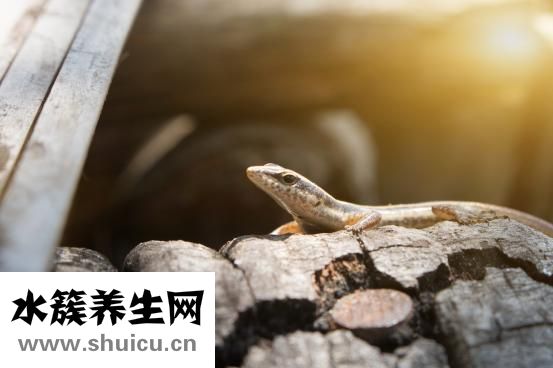 小圆脸适合什么发型
