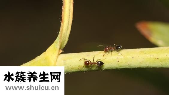 黑蚂蚁怎么吃