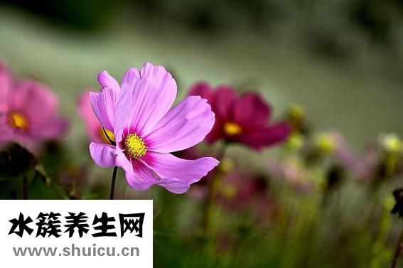 花印怎么样