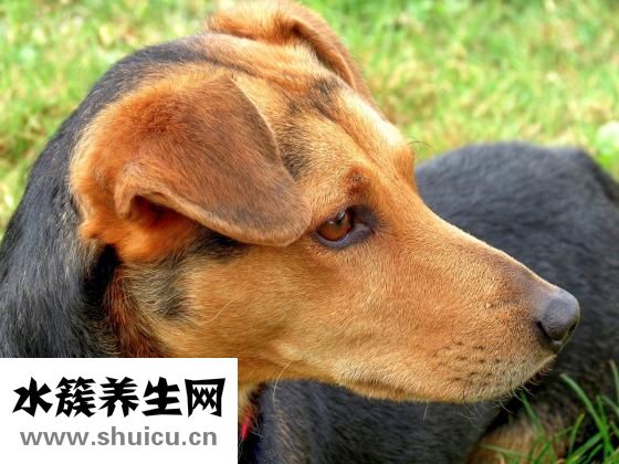 鼻子上长痘痘怎么治