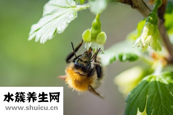 怎么样能丰胸