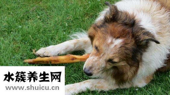 立春吃什么