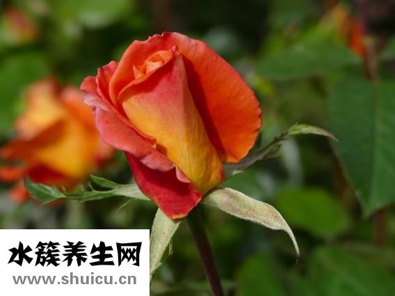 玫瑰代表什么