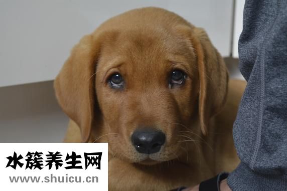 四化是什么