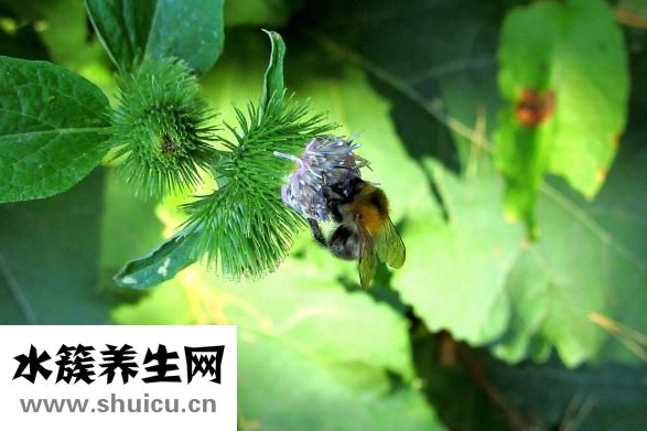 汪氏蜂蜜怎么样
