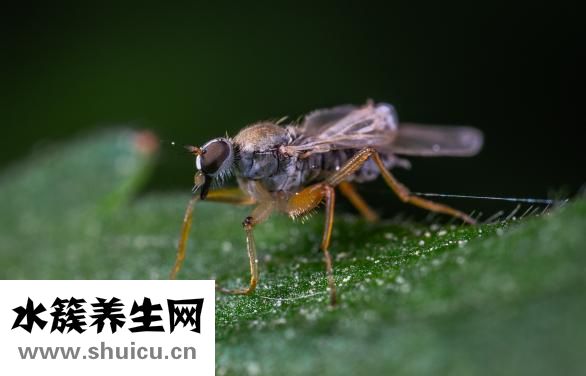 蚂蝗是什么