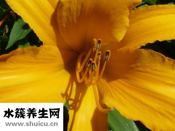 肚子里有蛔虫怎么办