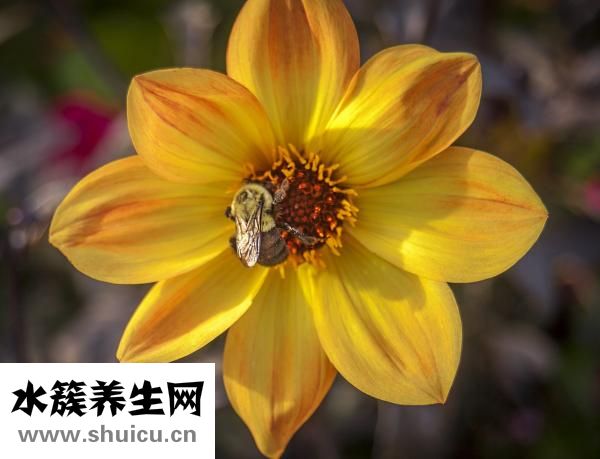 汪氏蜂蜜怎么样