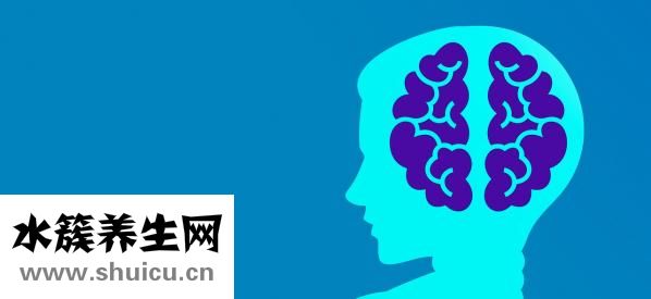 考拉是什么