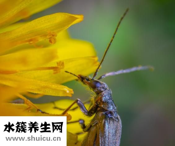 蚂蝗是什么
